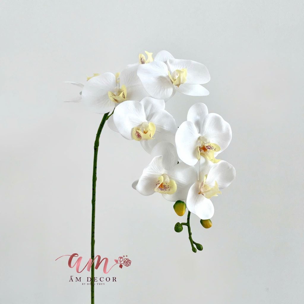 LAN HỒ ĐIỆP (Trắng)