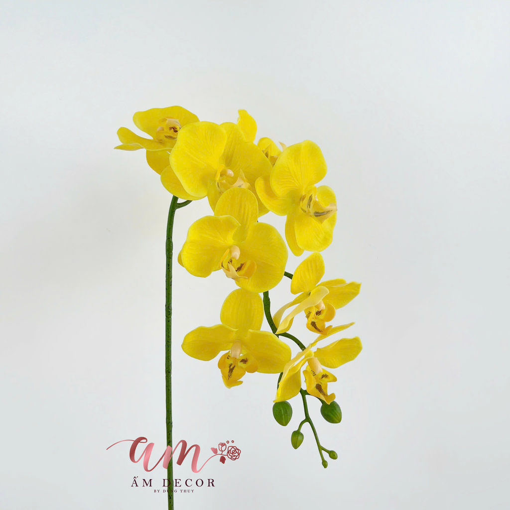 LAN HỒ ĐIỆP VÀNG