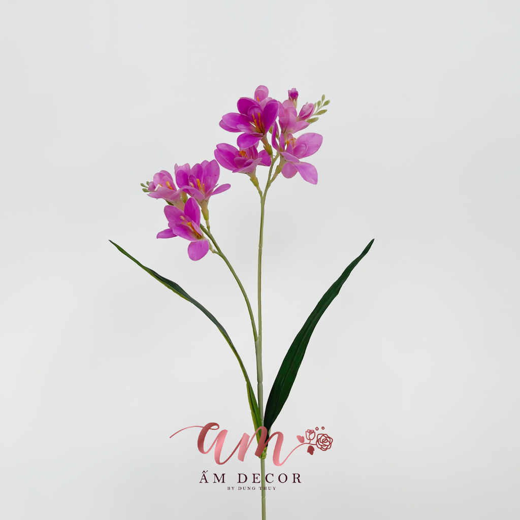 ZLAN NAM PHI FREE-SIA (Hồng Đậm)