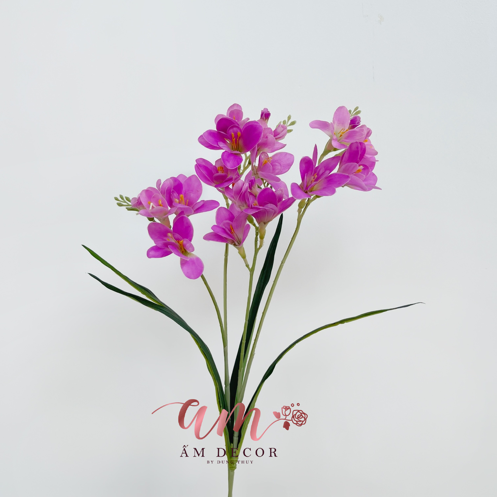 ZLAN NAM PHI FREE-SIA (Hồng Đậm)