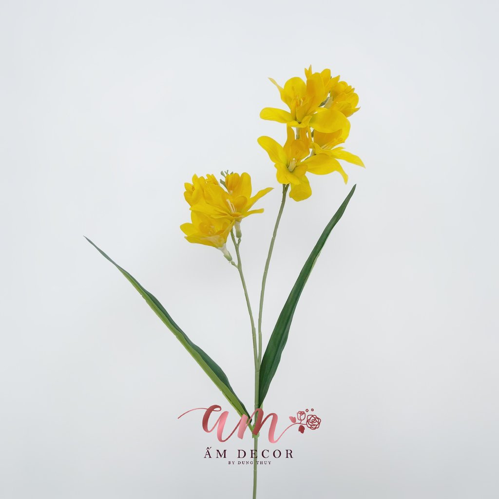 LAN NAM PHI FREE-SIA (Vàng)