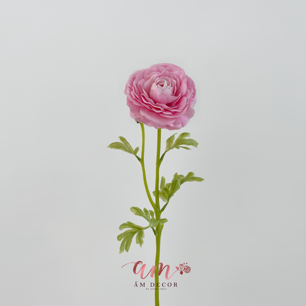 MAO LƯƠNG LỤA ẨM (Hồng)