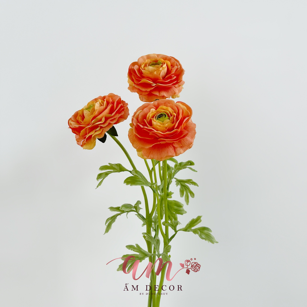 MAO LƯƠNG LỤA ẨM (Cam)