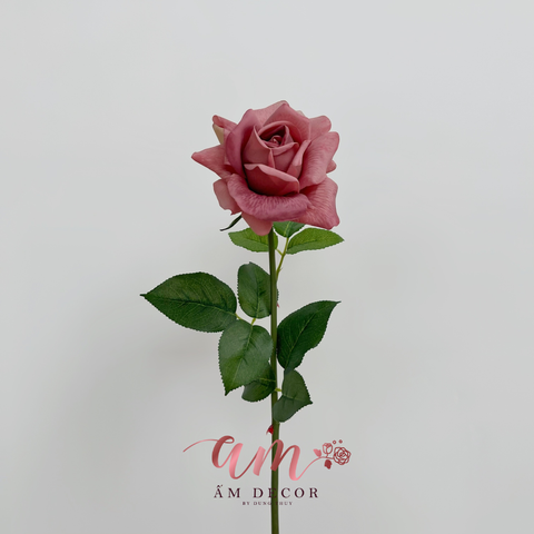  AUSTIN MÙA THU (Hồng Nâu) 