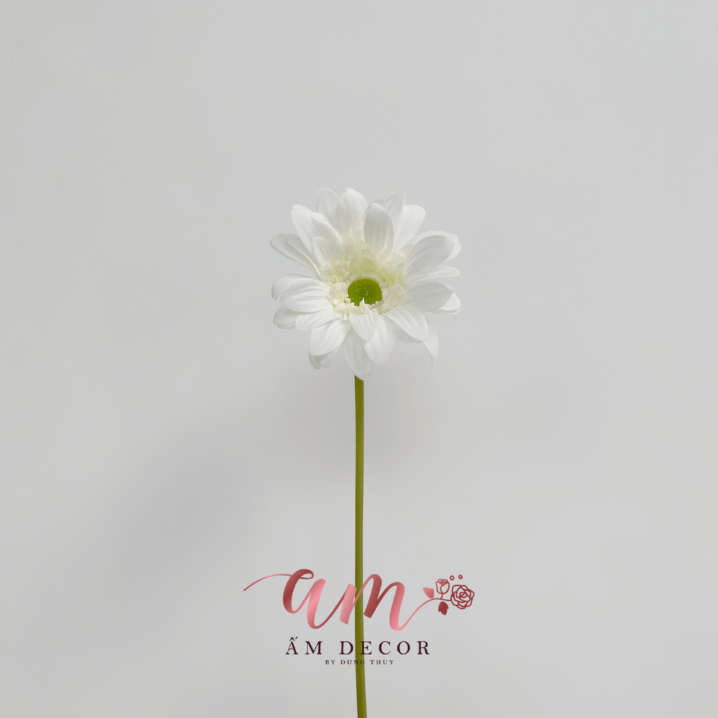 HOA ĐỒNG TIỀN (TRẮNG)