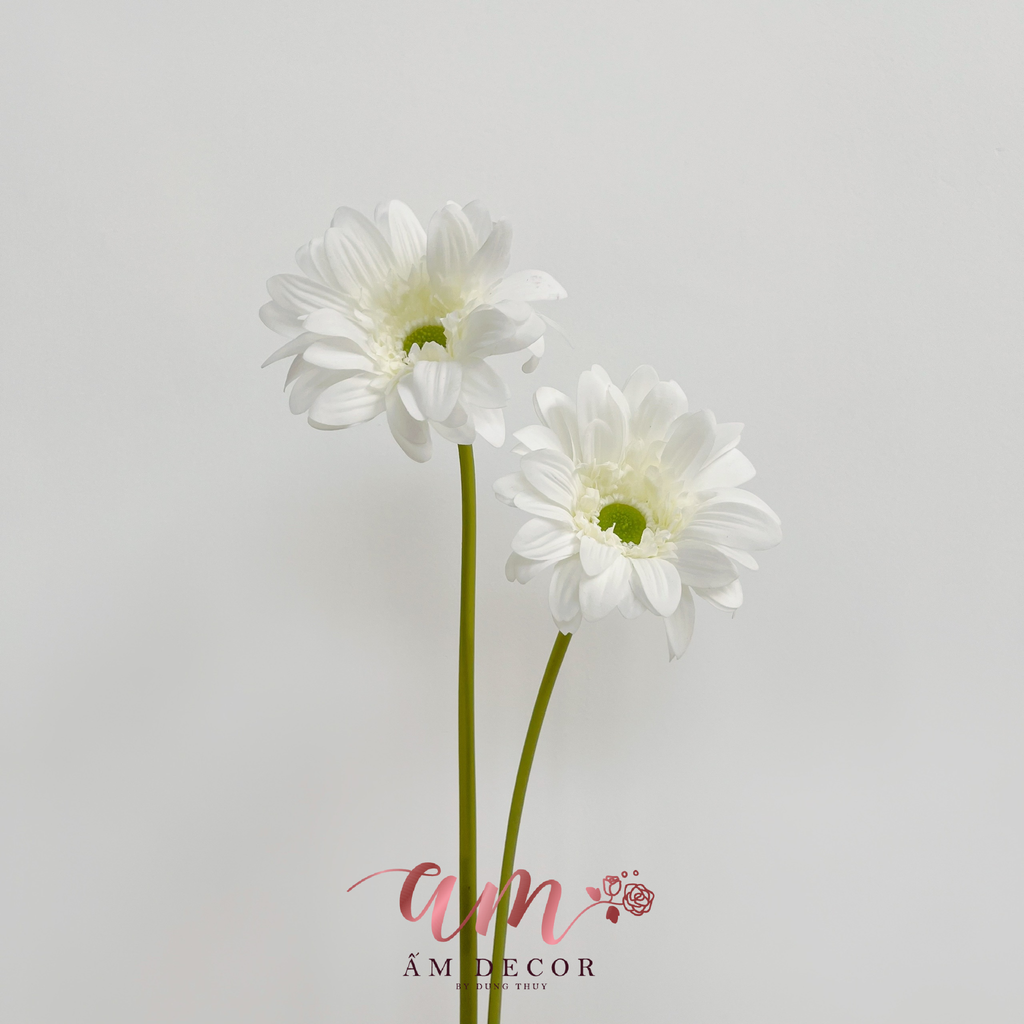 HOA ĐỒNG TIỀN (TRẮNG)