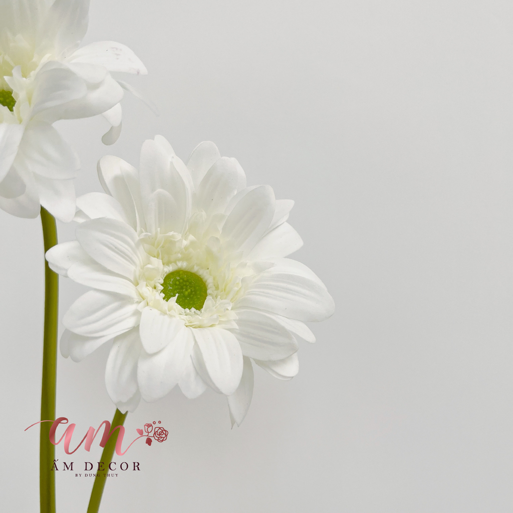 HOA ĐỒNG TIỀN (TRẮNG)