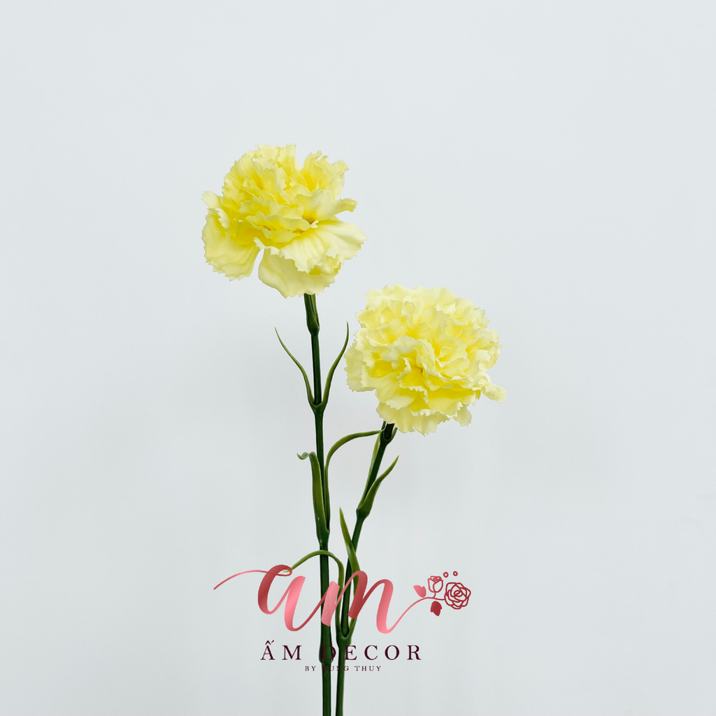 CẨM CHƯỚNG (VÀNG)