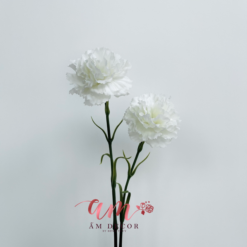 CẨM CHƯỚNG (TRẮNG)