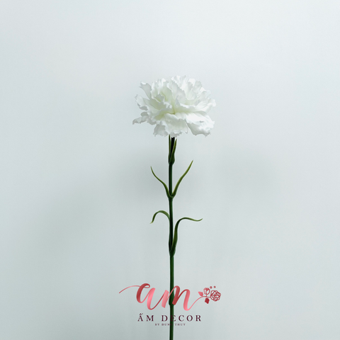  CẨM CHƯỚNG (TRẮNG) 