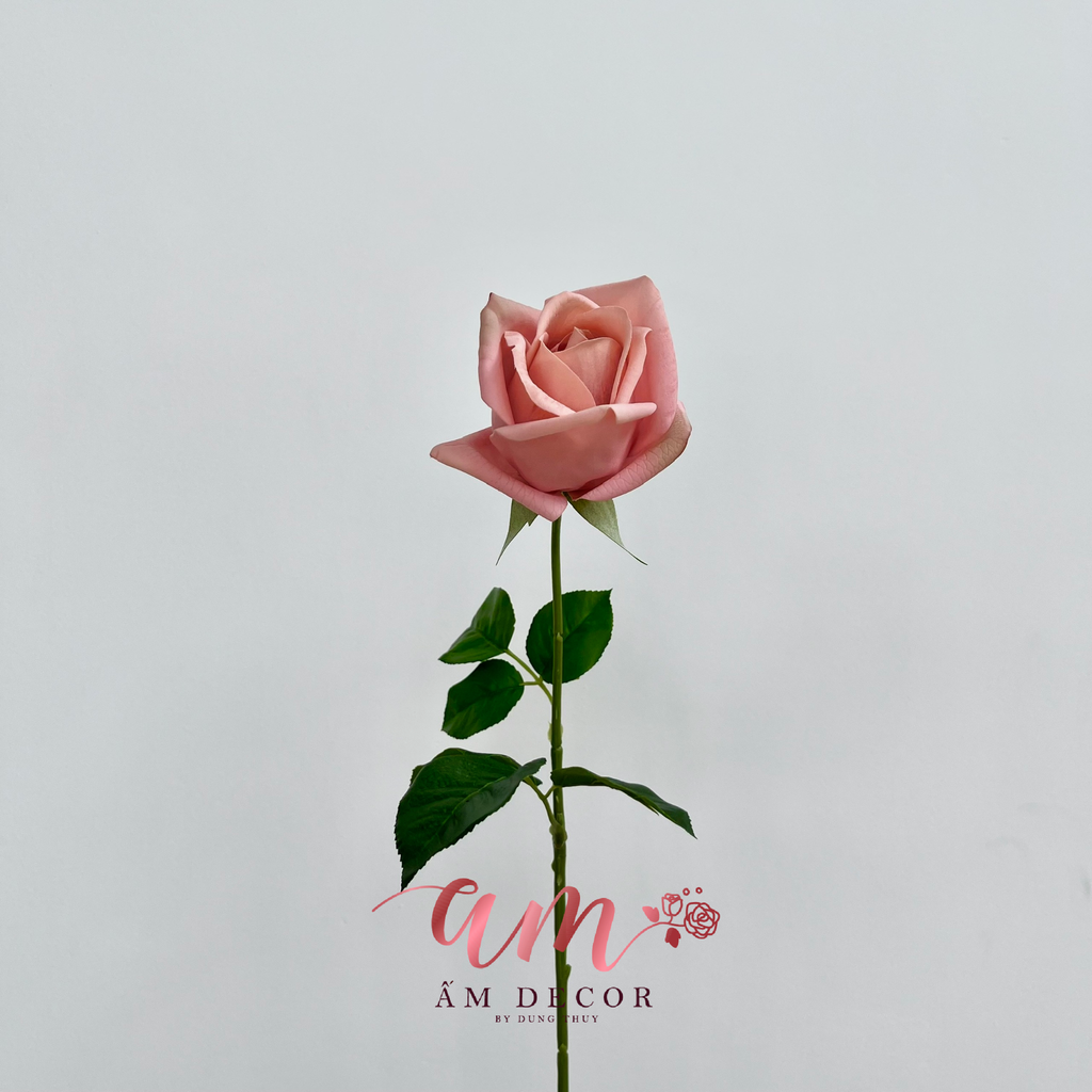 HOA HỒNG SONG TỬ (HỒNG)
