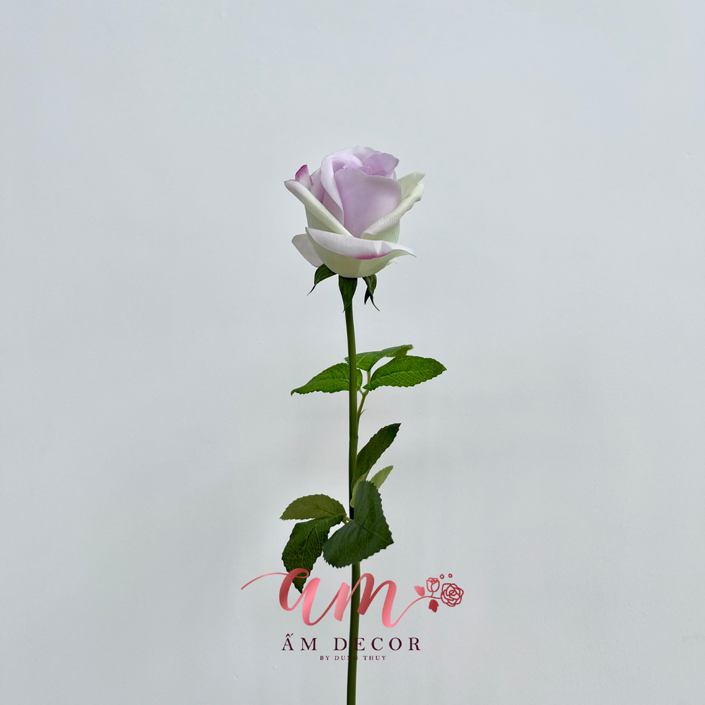 HOA HỒNG BÚP NHỎ (TÍM)
