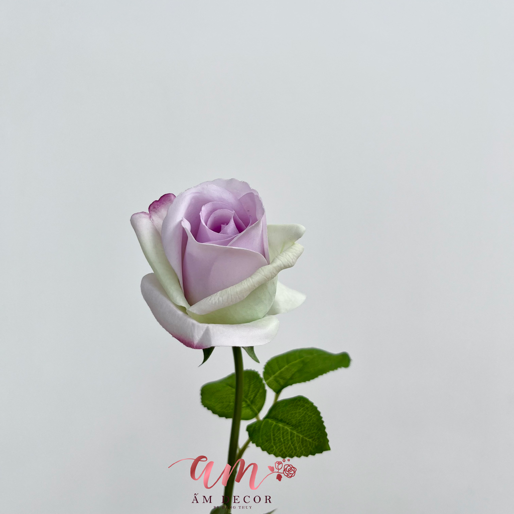 HOA HỒNG BÚP NHỎ (TÍM)