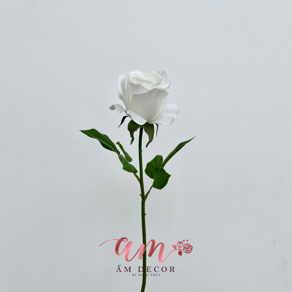 HOA HỒNG KABU (TRẮNG)