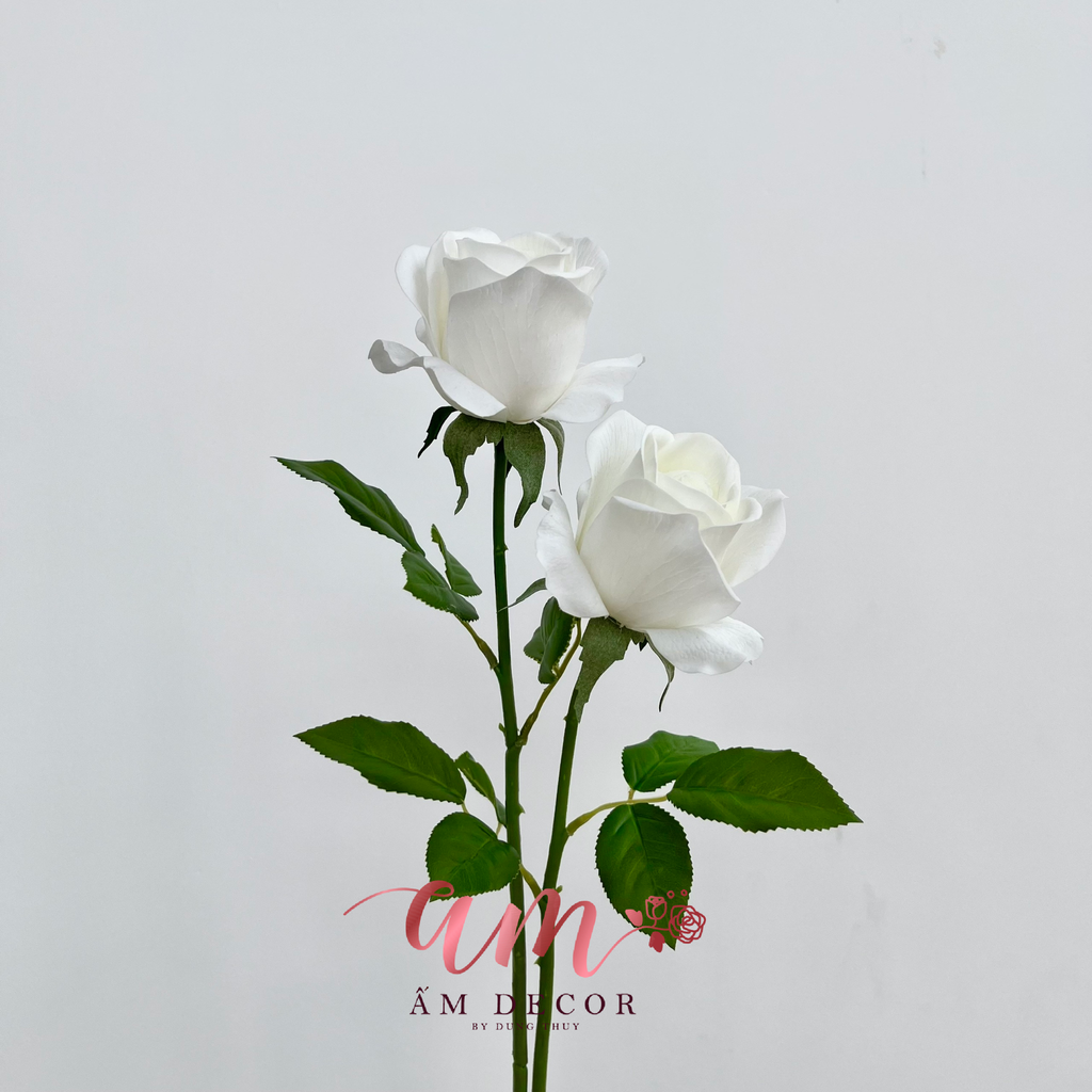 HOA HỒNG KABU (TRẮNG)