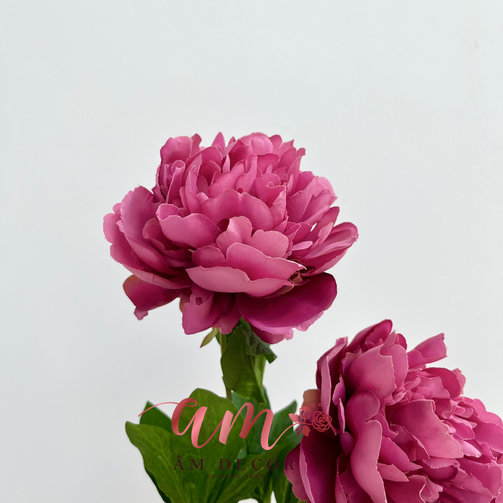 MẪU ĐƠN CỔ ĐIỂN