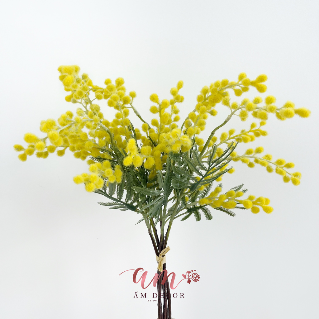 NHÁNH MIMOSA