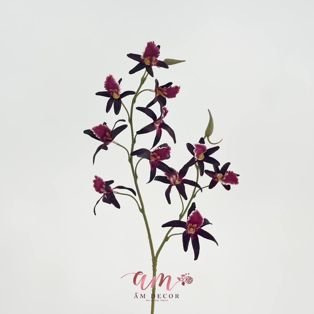 PHONG LAN ÚC DENDROBIUM