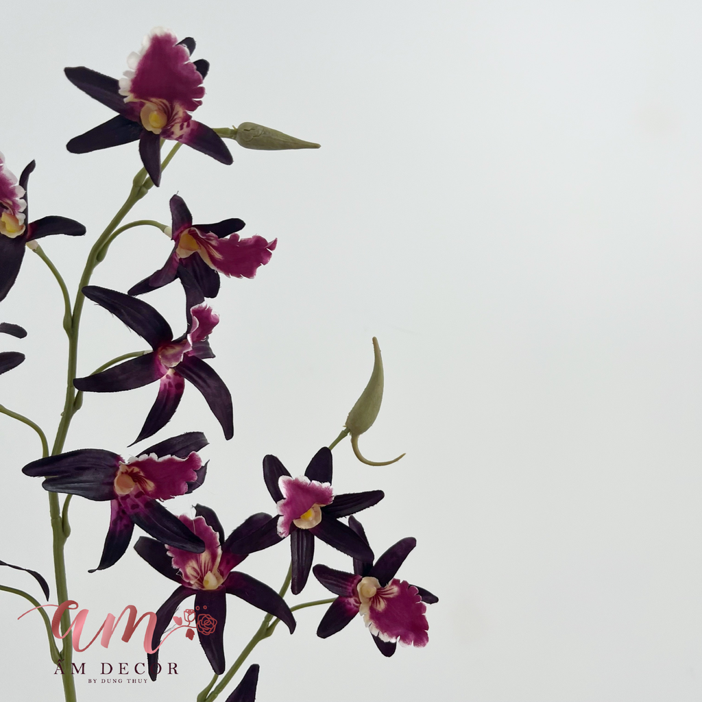 PHONG LAN ÚC DENDROBIUM