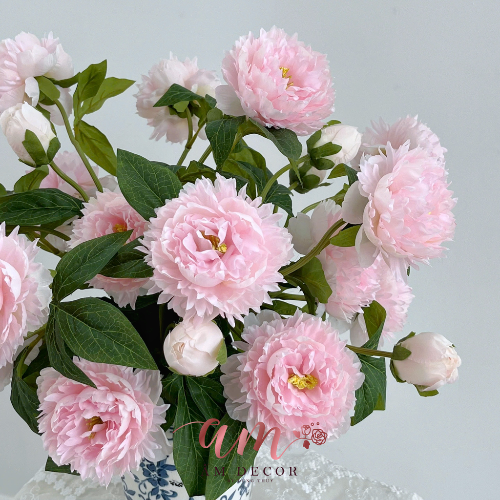 ZBÌNH HOA BLUSH PEONY