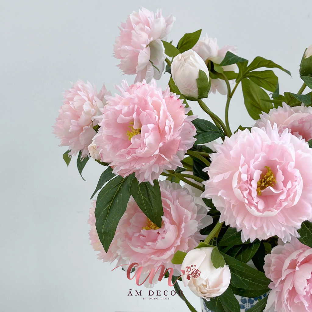 ZBÌNH HOA BLUSH PEONY