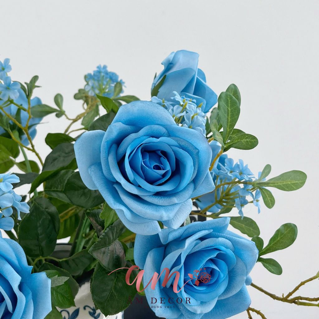 ZBÌNH HOA COROLLIA ROSELLA