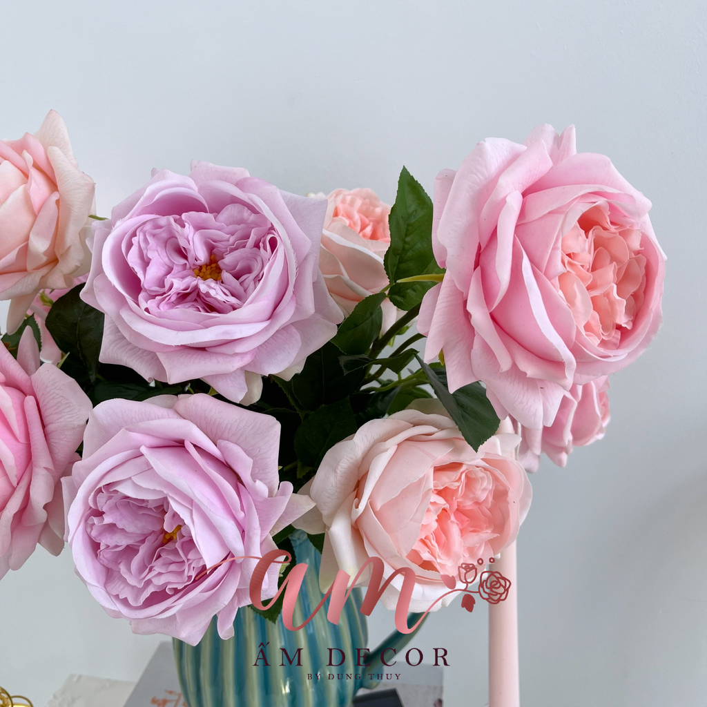 ZBÌNH HOA ROSELLA AUSTIN RETRO