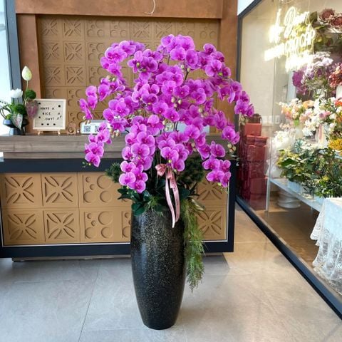  BÌNH HOA ORCHID PHALAENOPSIS PURPLE 