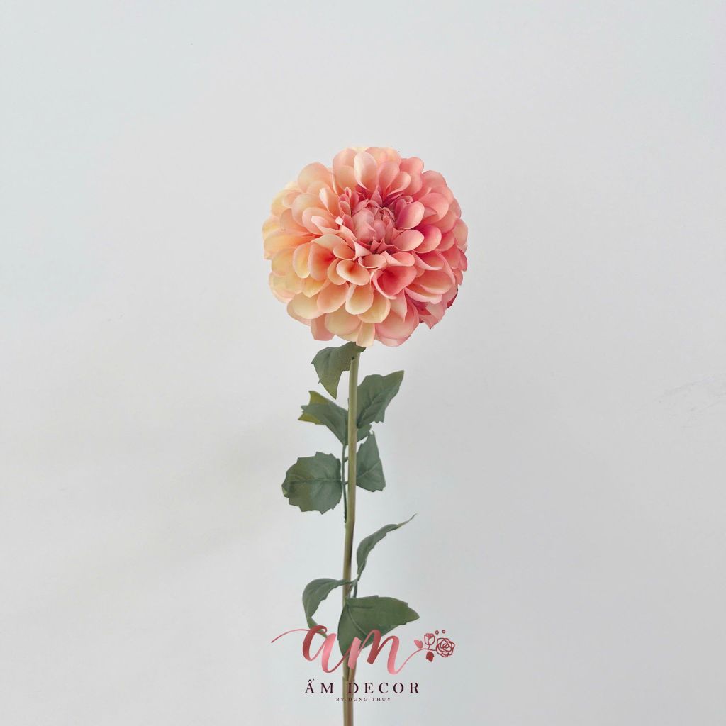 HOA THƯỢC DƯỢC BÔNG TRÒN(KEM CAM)