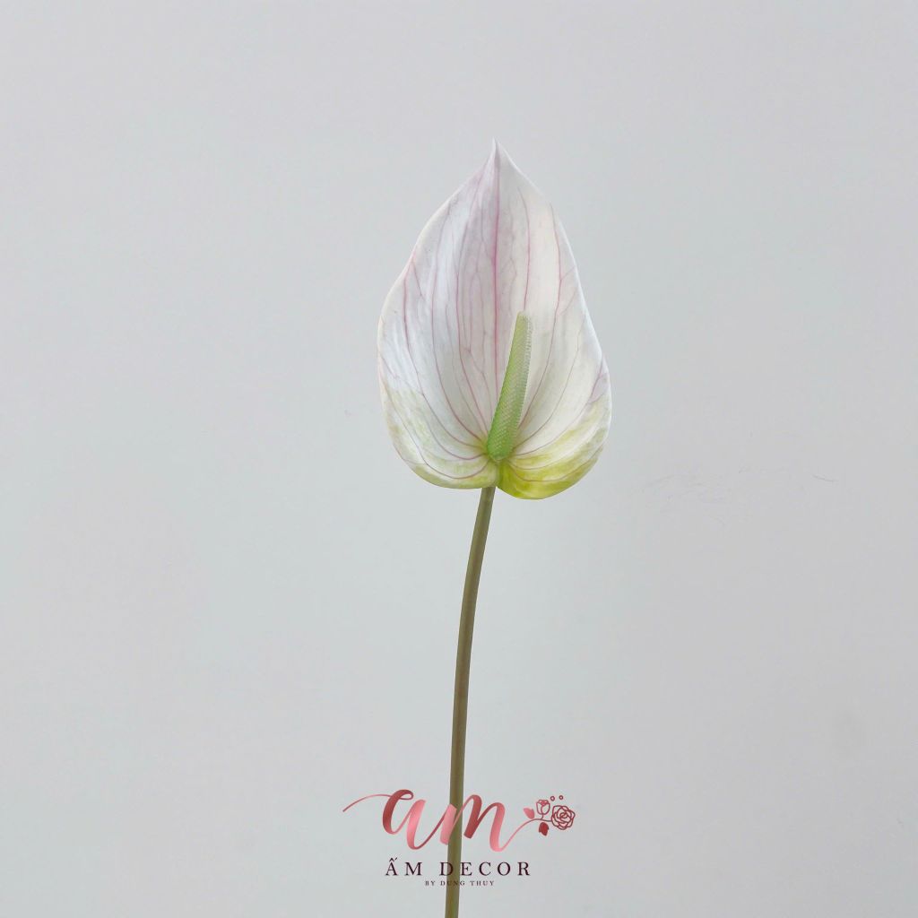 HỒNG MÔN TRẮNG