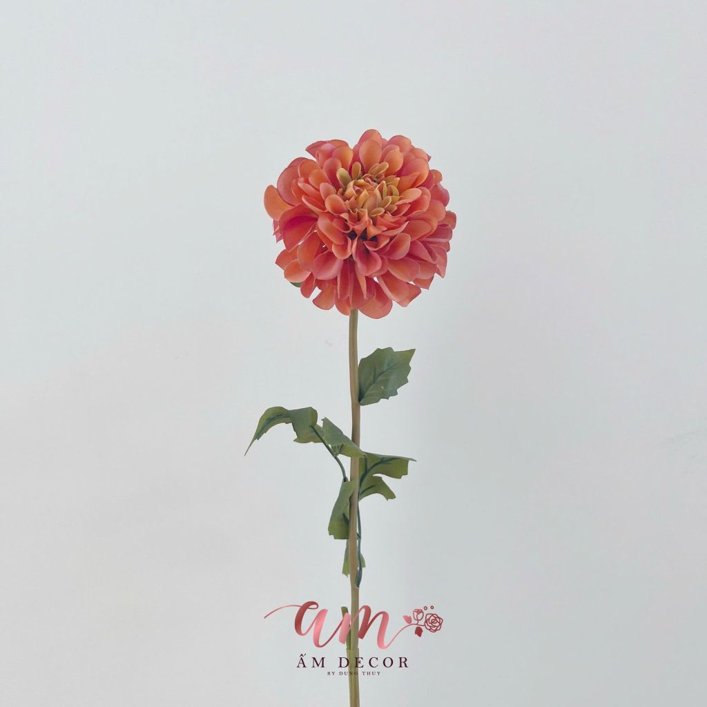 HOA THƯỢC DƯỢC BÔNG TRÒN(CAM)