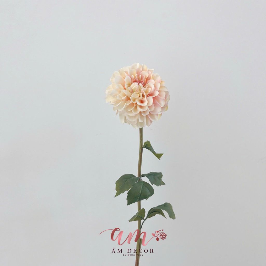 HOA THƯỢC DƯỢC BÔNG TRÒN(KEM)