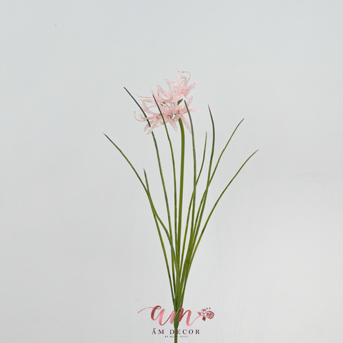  BỈ NGẠN HOA (HỒNG) 