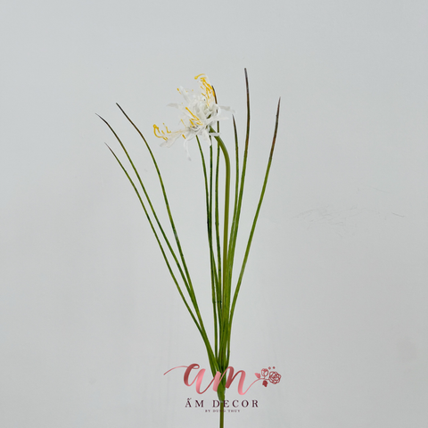  BỈ NGẠN HOA (TRẮNG) 