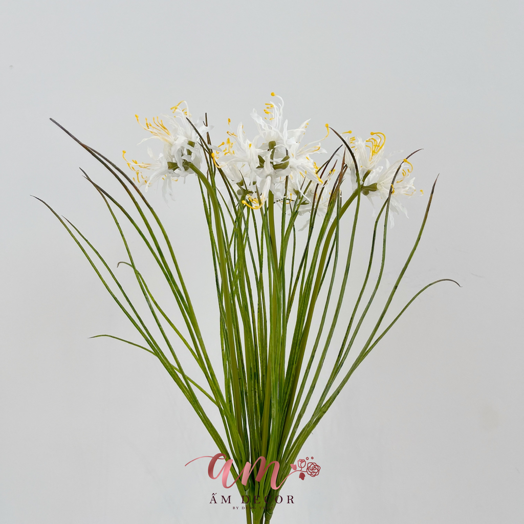 BỈ NGẠN HOA (TRẮNG)