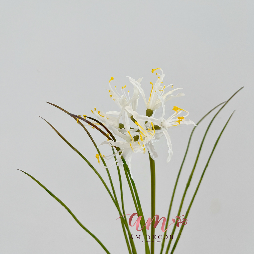 BỈ NGẠN HOA (TRẮNG)