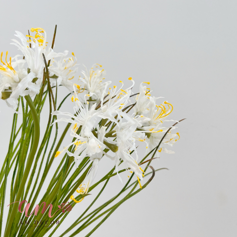  BỈ NGẠN HOA (TRẮNG) 