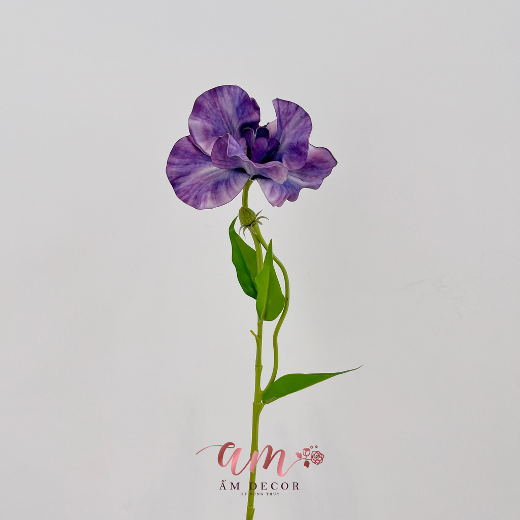 HOA DIÊN VĨ (TÍM ĐẬM)