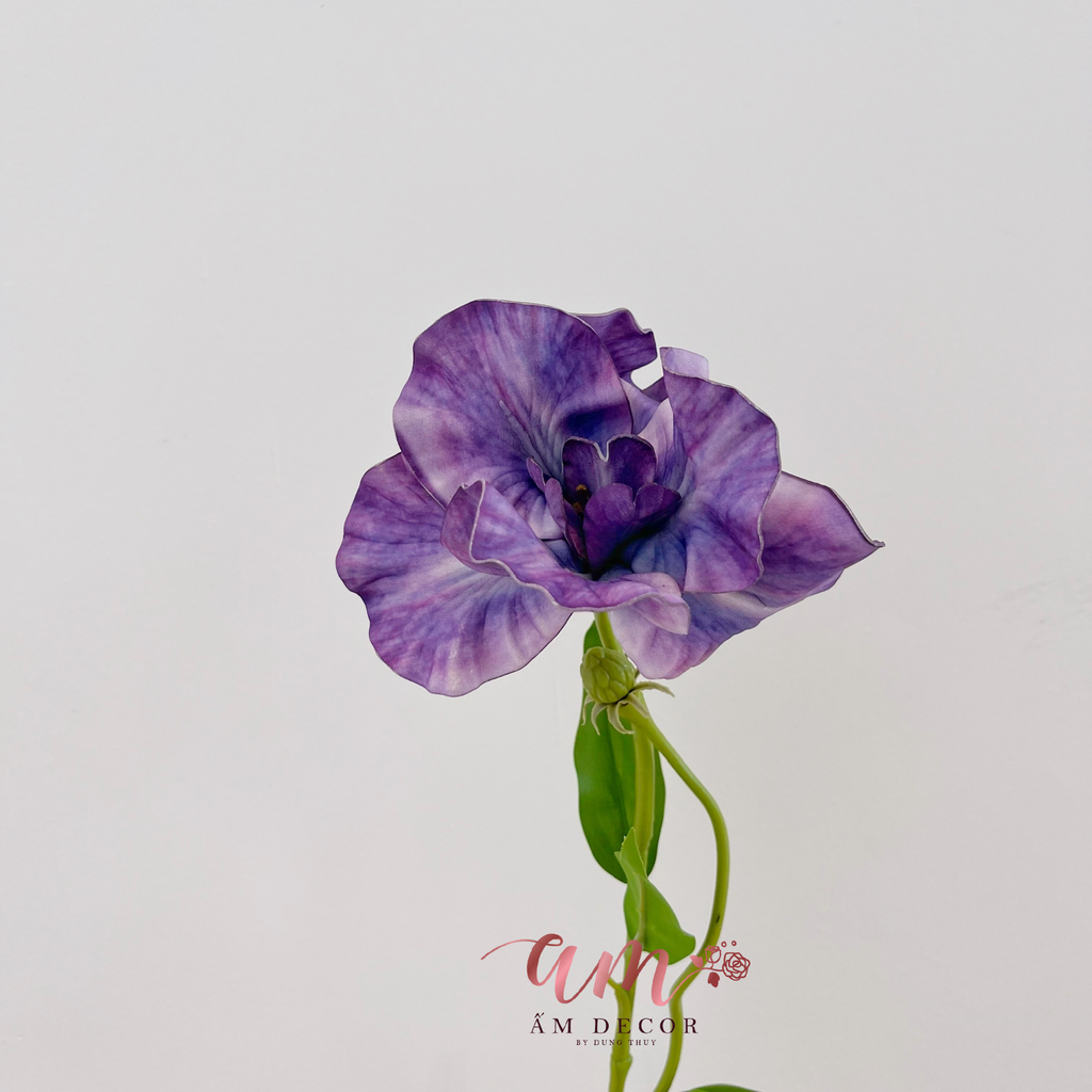 HOA DIÊN VĨ (TÍM ĐẬM)