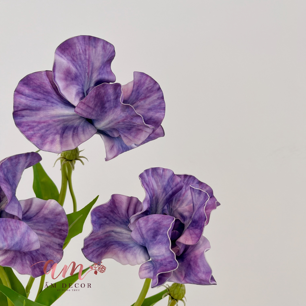 HOA DIÊN VĨ (TÍM ĐẬM)
