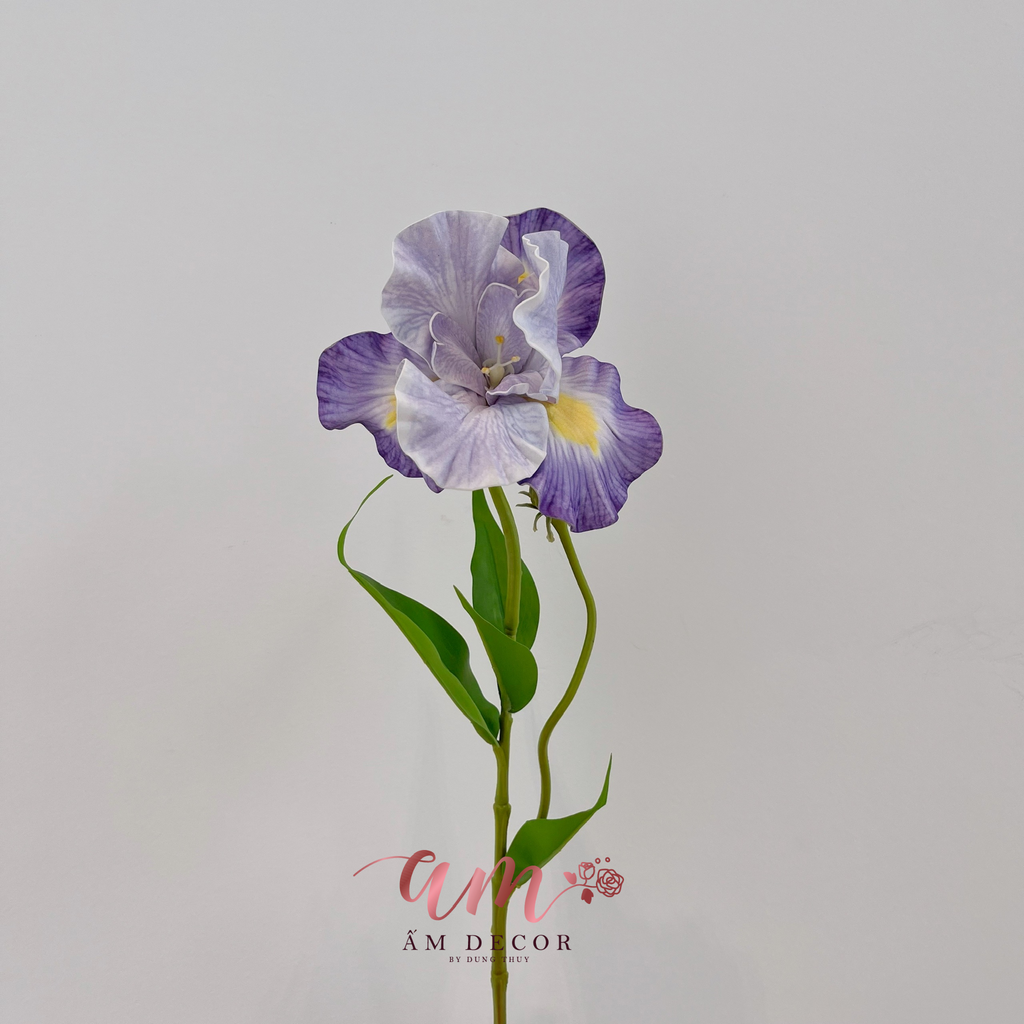 HOA DIÊN VĨ (TÍM NHẠT)