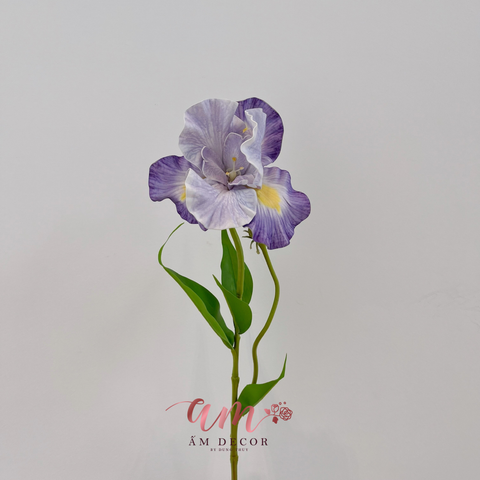  HOA DIÊN VĨ (TÍM NHẠT) 