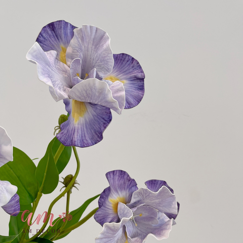  HOA DIÊN VĨ (TÍM NHẠT) 