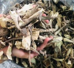 Nấm Dược Liệu Lộc Nhung (100gr-250gr)