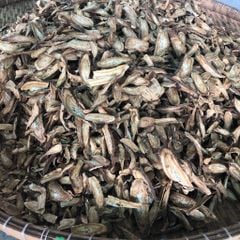 Trà Ngưu Bàng VN (250g)