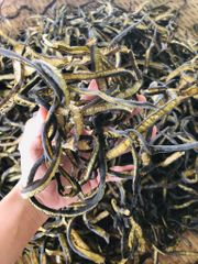 Tảo Xoắn Chile Loại 1 (100g - 500g)