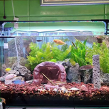 Đèn led thanh thay đổi chế độ màu WRGB Riverzone SD dành cho bể cá, thủy sinh