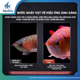 Đèn led Riverside 5D 5 hàng bóng chuyên dụng cho Huyết Long, Bối, đỏ cá không đỏ nước