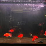 Đèn led hồ cá 2 hàng bóng đa sắc 11 cấp độ màu Riverside Magic Light M2 công nghệ mới