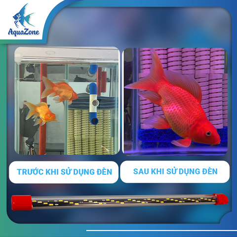 Đèn led dẹp XML 4 hàng bóng siêu sáng, màu sắc tự nhiên đỏ/vàng/trắng, tăng màu sắc cho cá Koi , cá rồng